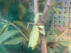 -上海大自然野生昆虫馆(东方明珠·爬宠昆虫探索中心)