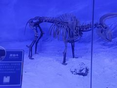-吉林省自然博物馆