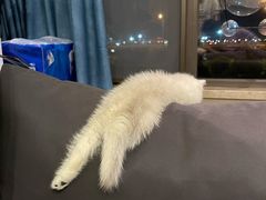 -四月宠物医院·猫专科·心脏专科·内科(转塘店)