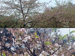 -武汉大学-樱园