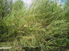 -亿利库布其七星湖沙漠生态旅游区