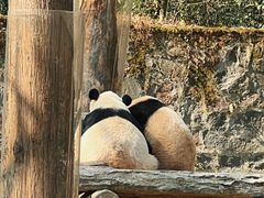 -都江堰中华大熊猫苑