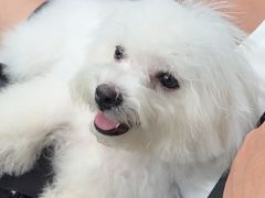 -翊宠yipet猫狗购宠庄园犬舍•猫舍