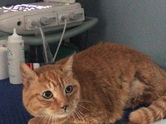 -纳吉亚猫专科动物医院·北北分院
