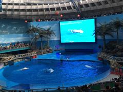 -海合安成都极地海洋公园