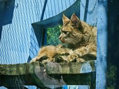 -青藏高原野生动物园