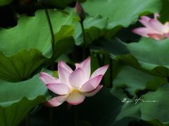 -荔湾湖公园