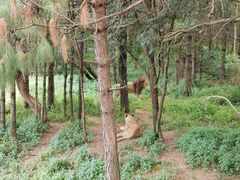 -云南野生动物园