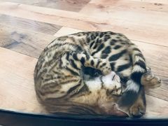 -袖虎·猫馆(体育西路店)