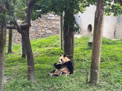 -卧龙中华大熊猫苑神树坪基地