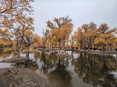 -金塔沙漠胡杨林景区