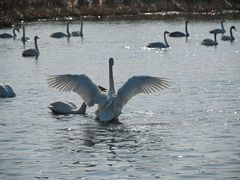 -烟墩角天鹅湖