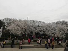 -武汉大学-樱园