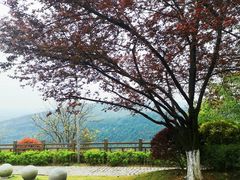 -铁山坪森林公园