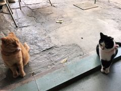 -喵屿·大理花园猫咖