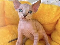 -天使宠物医院·犬猫分诊(彩虹店)