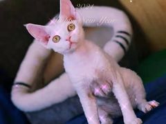 -十年猫舍·猫咪专门店(普陀店)
