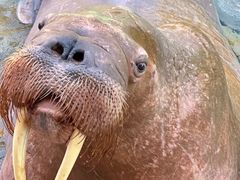 -珠海长隆海洋王国