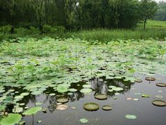 -翠湖国家城市湿地公园