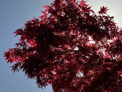 -昆山城市生态森林公园