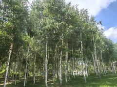 -长春市南湖公园