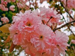 -南汇桃花村
