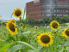 -光明小镇欢乐田园