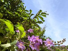 -大嶝英雄三岛战地观光园