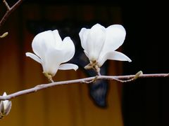 -大觉寺-停车场