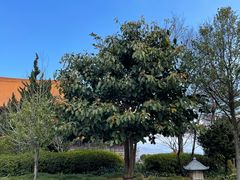 -崇圣寺三塔文化旅游区