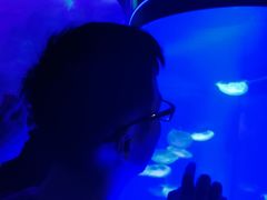 -芜湖新华联大白鲸海洋公园