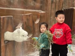 -MR.ZOO小小动物元室内动物园(沈阳沈河盛京中心)