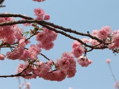 -天适樱花悠乐园