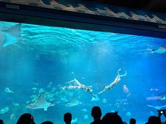 -烟台海昌鲸鲨海洋公园