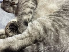 -美联众合动物医院(·中兽医·疑难杂症·严家桥分院)