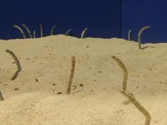 -上海海洋水族馆