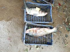 -姥家大锅台水库渔家