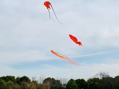 -上海吴淞炮台湾国家湿地公园
