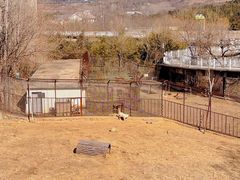 -青岛森林野生动物世界