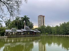 -金花茶公园