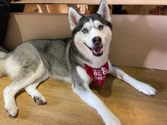 -Husky Go! 哈士奇体验馆·宠物咖啡厅狗咖