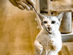 -有喵·猫咖·狗咖·30几只猫10只小狗(岗厦店)