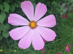 -鲁山国家森林公园