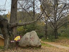 -千年银杏谷文化旅游区
