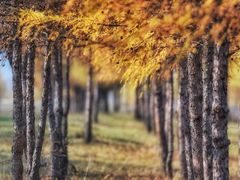 -塞罕坝国家级自然保护区