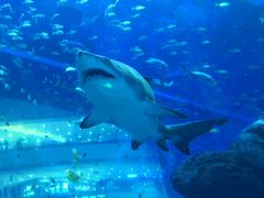 -成都浩海立方海洋公园