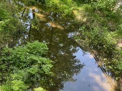 -素山寺森林公园