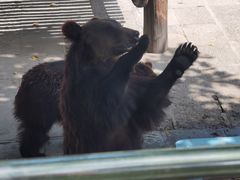 -西霞口神雕山野生动物世界