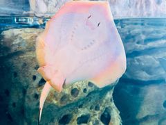 -珠海长隆海洋王国