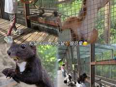 -欢乐松鼠谷